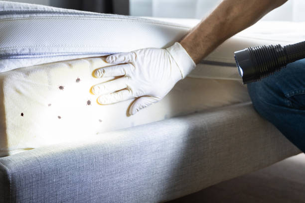 Best Ant Control Services  in Willowbrook, CA