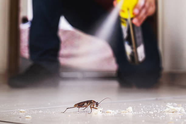 Reliable Willowbrook, CA Pest Control Solutions