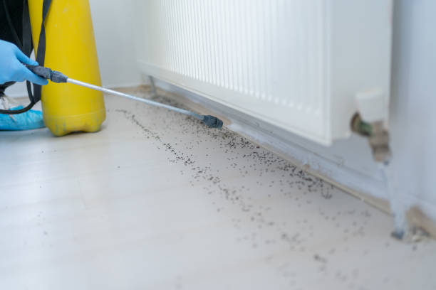 Best Emergency Pest Control  in Willowbrook, CA